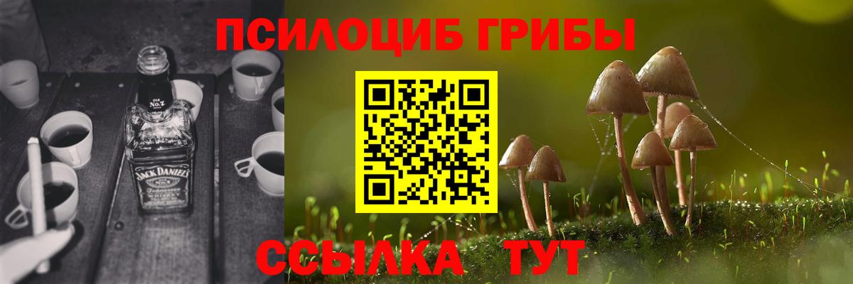 Псилоцибиновые грибы Psilocybe Новосибирск